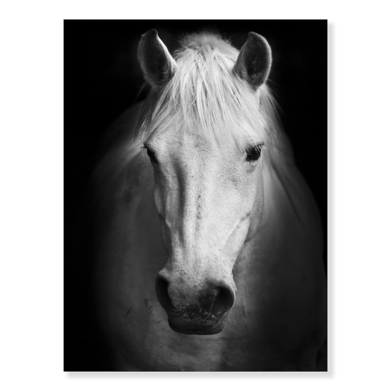 Designart - White Horse Black and White - Animal Canvas Art Print